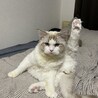 超イケメンラグドール！子猫オス サムネイル4