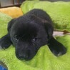 真っ黒なもこもこな子犬の女の子 サムネイル2
