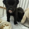 真っ黒なもこもこな子犬の女の子 サムネイル3