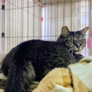 厳つい顔で甘えん坊って変ですか？