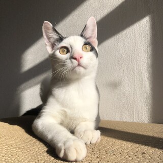 28日譲渡会　犬にように陽気なディップ君