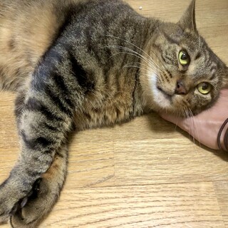 高齢者さん可　のんびりした性格デカ猫☆チューイくん