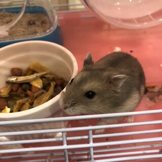 ジャンガリアンハムスターの里親募集