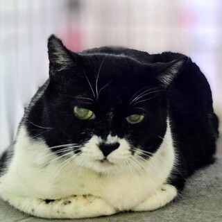 コロコロ「椿(つばき)」に変身しました。