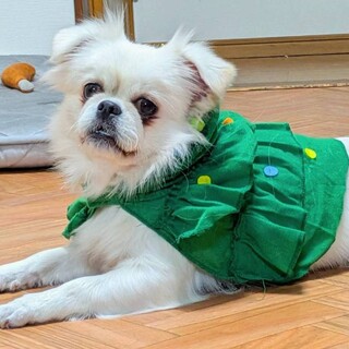 人が大好きなペキチワちゃん