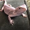さくら