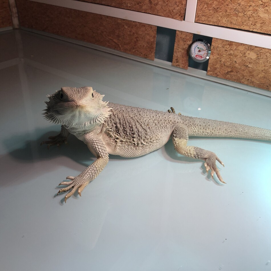 さくらのカバー写真