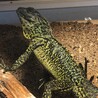 ブガル