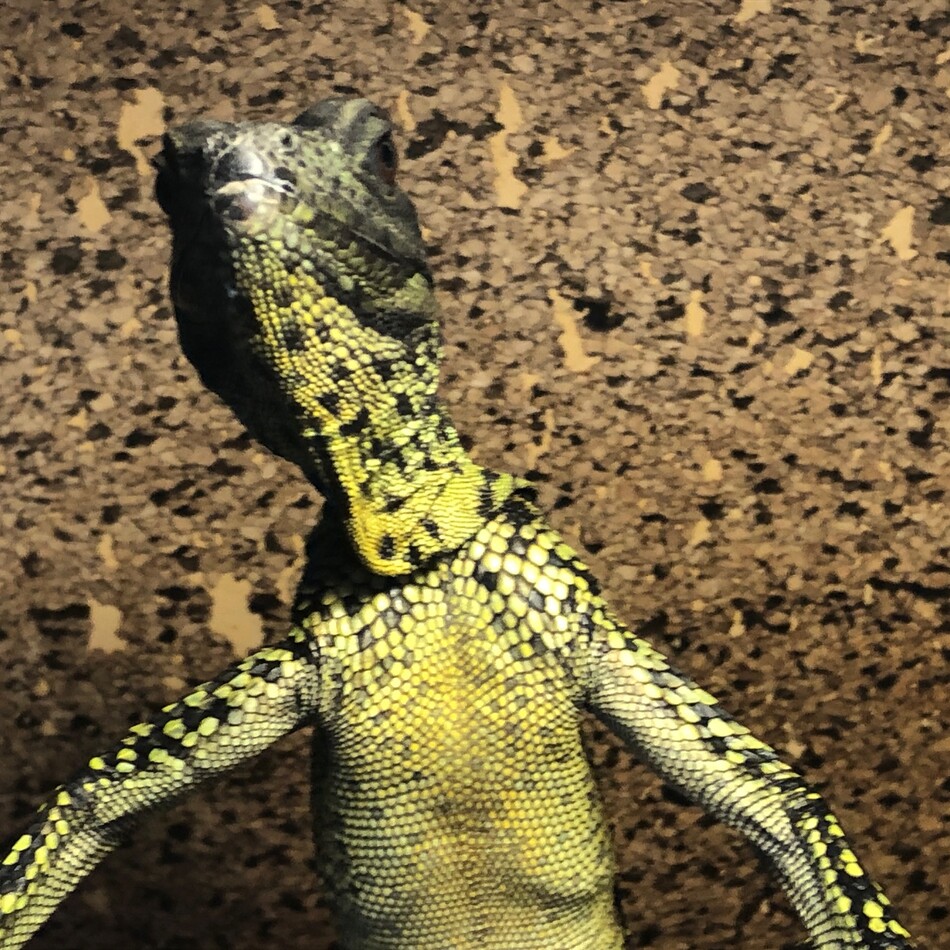 ブガルのカバー写真