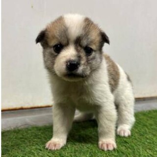 ※優先期間内にお迎え下さい　12月19日まで