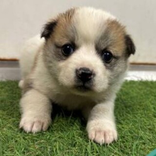 ※優先期間内にお迎え下さい　12月19日まで