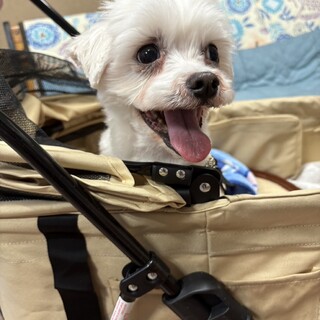 最初は怖がり⭐︎本当は甘えっ子のマルチーズしゅり