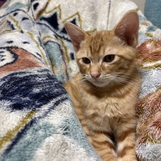 生後4ヶ月の茶トラです。