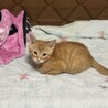 生後4ヶ月の茶トラです。 サムネイル2