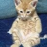 生後4ヶ月の茶トラです。 サムネイル3