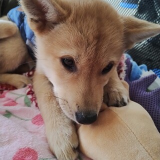 約3ヶ月の女の子【リトルミィ】