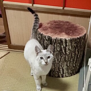 ブルーの瞳が綺麗なシャムミックスの女の子