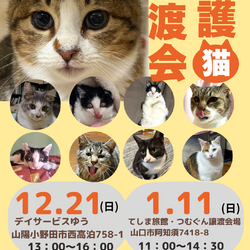 保護猫譲渡会クローバーの会