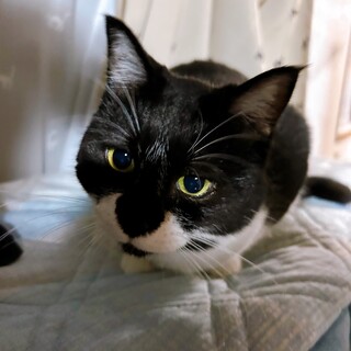 おっとりしたお母さん　白黒2歳半　さざえ