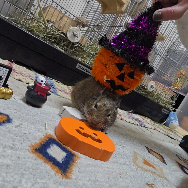 Nonchan_のカバー写真