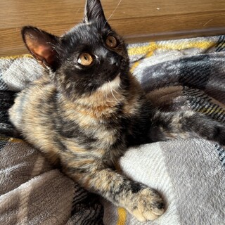 おてんばな女の子 追いかけっこ大好き《あかね》