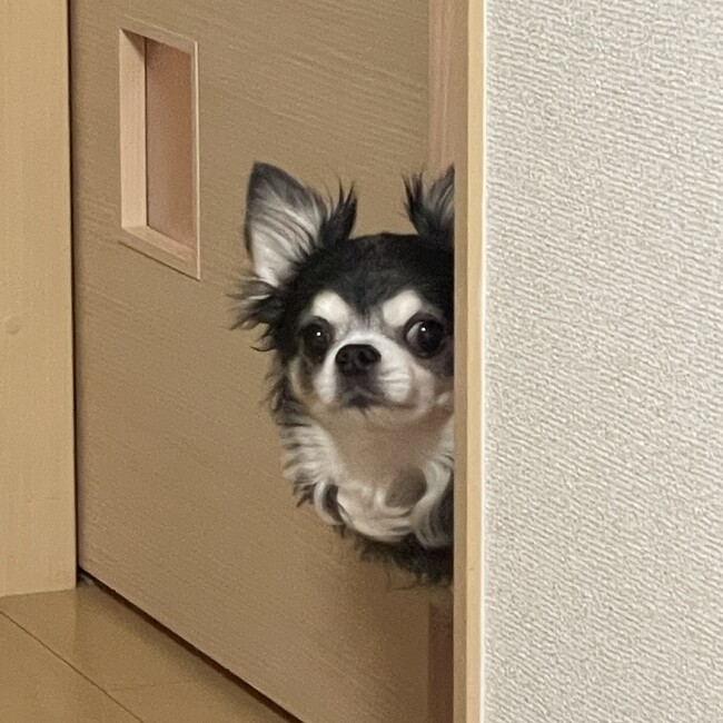 モワモワのカバー写真