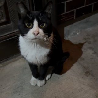 里親さんを探しています！！