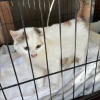 白メインのミケ猫姉妹３ヶ月 一匹ずつ可　甘えん坊