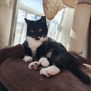 おっとり系 白たびはいてます。タビちゃん