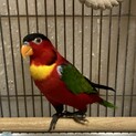 ヨダレカケズグロインコの里親募集です