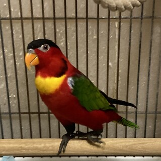 ヨダレカケズグロインコの里親募集です