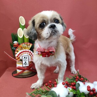 推定7-8歳のシーズー女の子