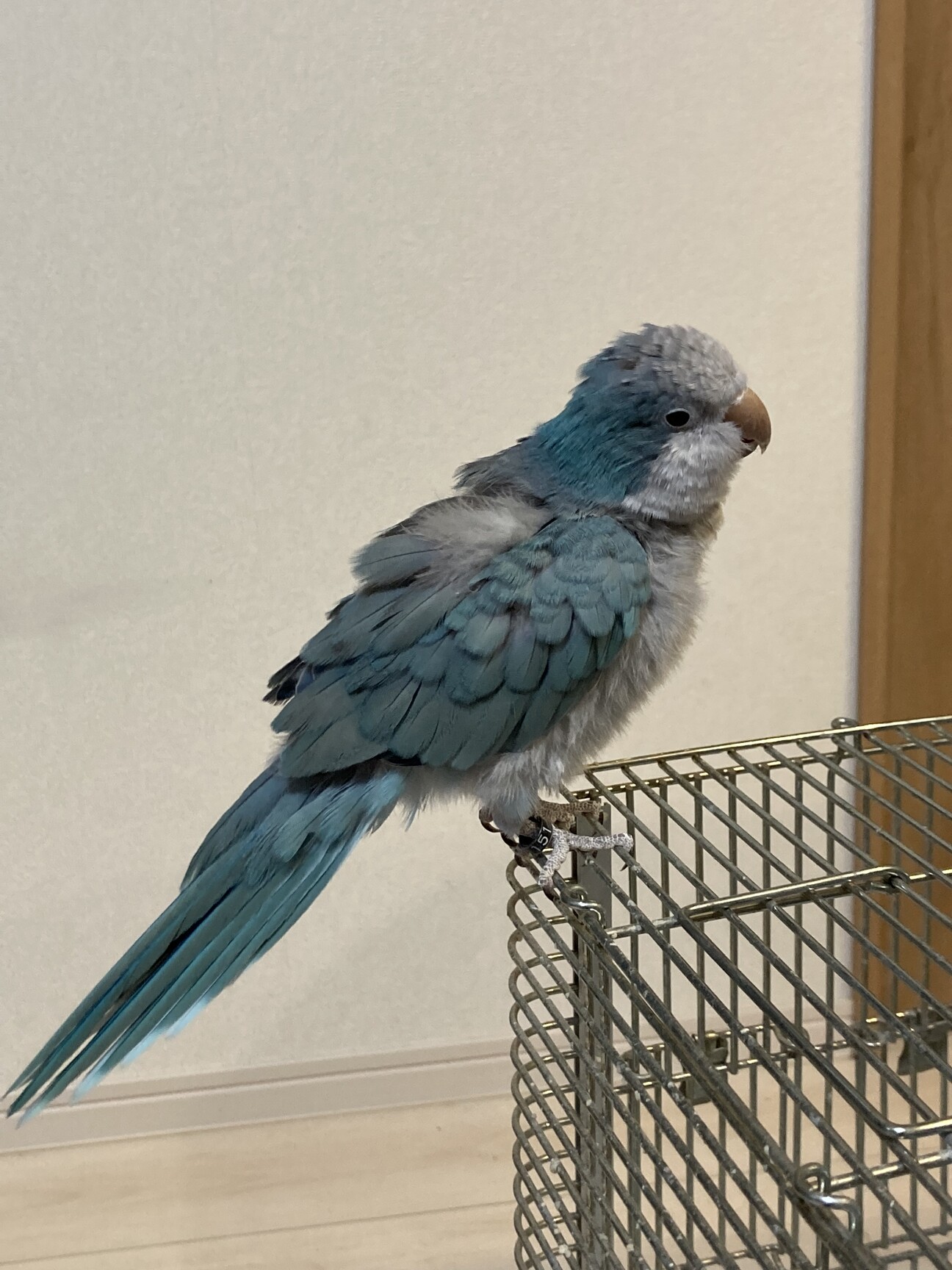 インコ家族様オーダー品 インコ家族様オーダー品 【公式通販】