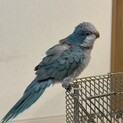 オキナインコの里親募集です