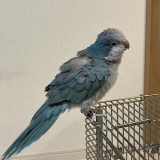 オキナインコの里親募集です