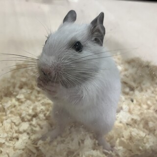 11月生まれのデグー(オス3、メス1)里親募集です