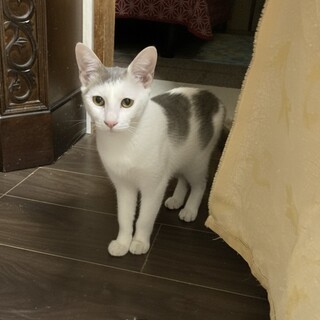 尻尾が短い白とグレーの柄の女の子