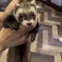 もうすぐ1歳になる女の子フェレットです。