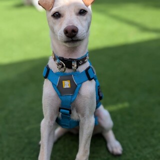 宮古島から　明るいりりちゃん