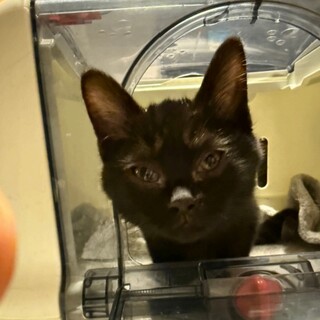 黒猫四兄妹の末っ子ちょびちゃんは甘えん坊人が大好き