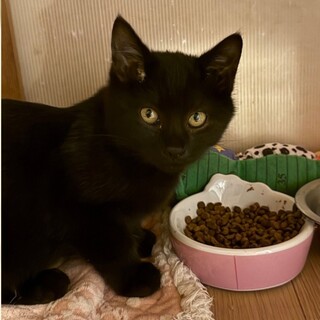 黒猫四兄妹の長男優しいトト