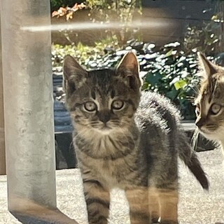 可愛い2ヶ月の茶トラの子猫ちゃん