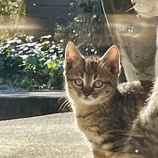 地域猫のママが産んだ茶トラの子猫