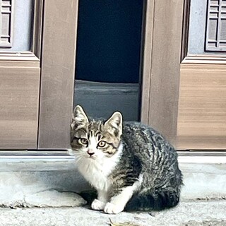 レストランの庭で生まれた子猫の里親募集です