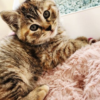 まん丸お顔のモカちゃん