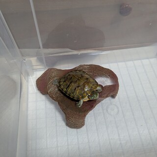 アカミミガメちゃんの里親募集