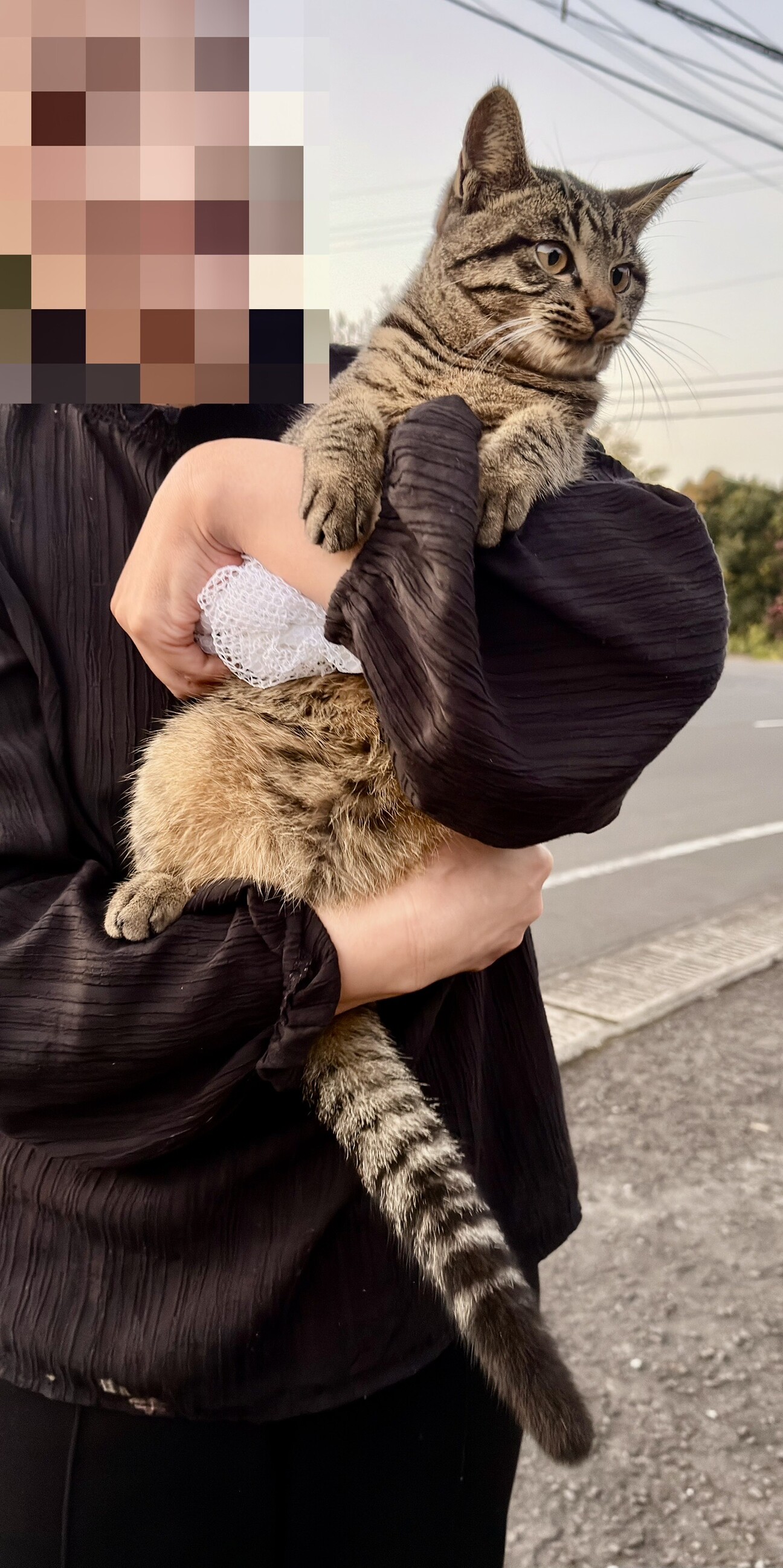 family cats　0507 Amazon.co.jp: Sylvanian Families Tuxedo Cat Family : おもちゃ