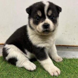 ※優先期間内にお迎え下さい　12月19日迄