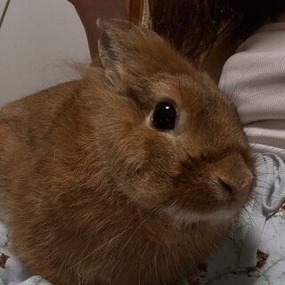 ミニライオンラビットの男の子です????