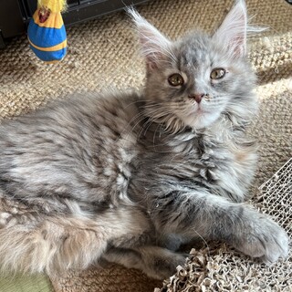 後ろ脚が曲がらないメインクーンららちゃん